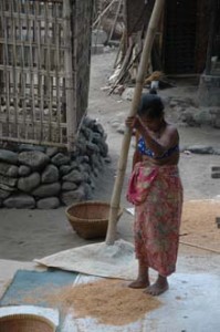 Lombok Traditional Rice Threshing